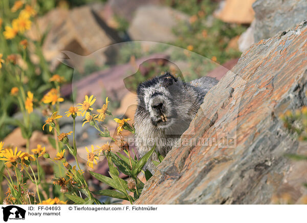 Eisgraues Murmeltier / hoary marmot / FF-04693