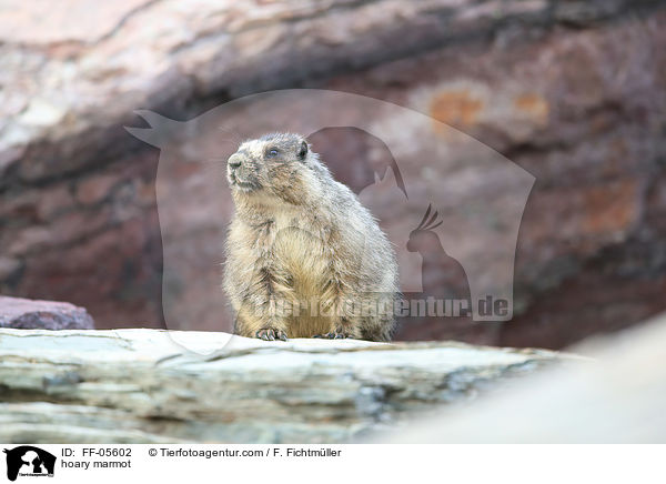 hoary marmot / FF-05602