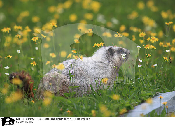 Eisgraues Murmeltier / hoary marmot / FF-05603