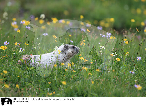 hoary marmot / FF-05604