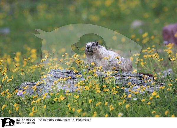 Eisgraues Murmeltier / hoary marmot / FF-05606