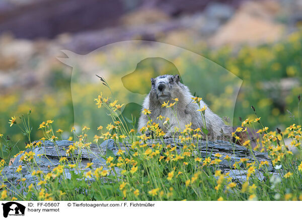 Eisgraues Murmeltier / hoary marmot / FF-05607