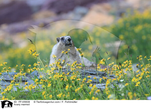 hoary marmot / FF-05608