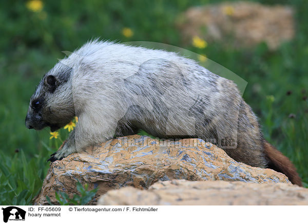 Eisgraues Murmeltier / hoary marmot / FF-05609