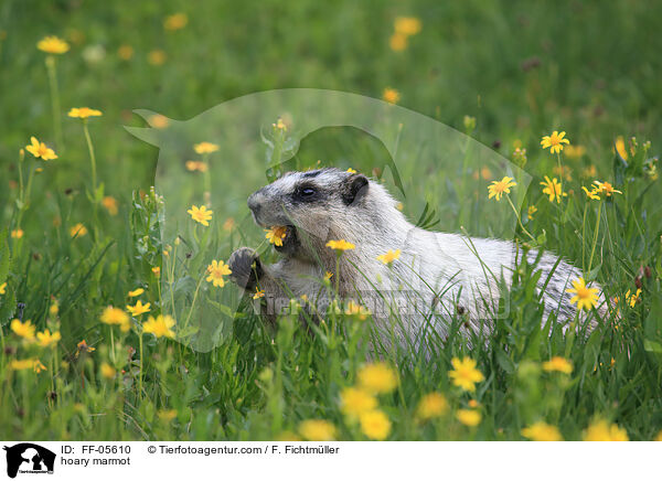 hoary marmot / FF-05610