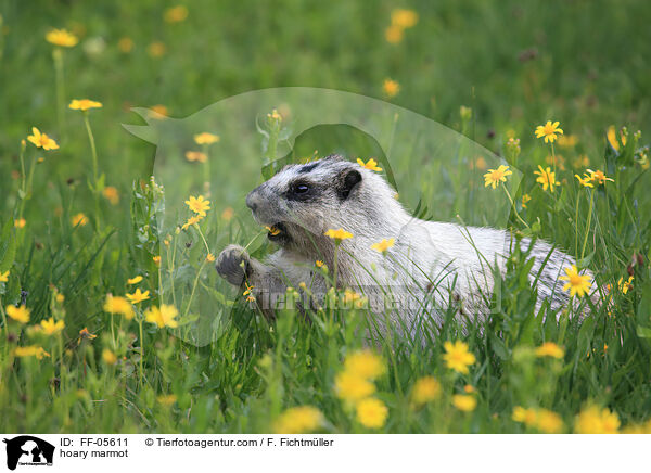 hoary marmot / FF-05611