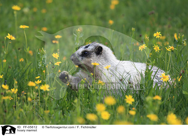 hoary marmot / FF-05612
