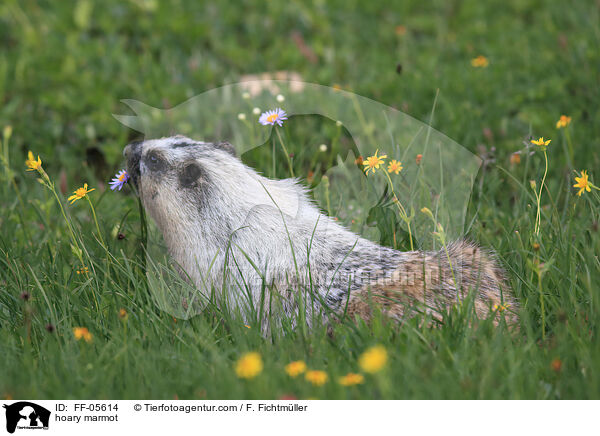 Eisgraues Murmeltier / hoary marmot / FF-05614