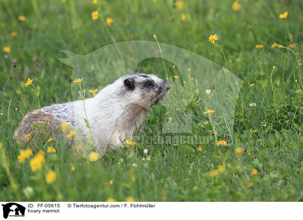 hoary marmot / FF-05615