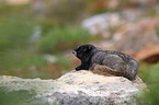 hoary marmot