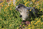 hoary marmot