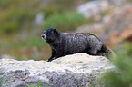 hoary marmot