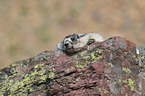 hoary marmot