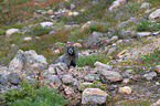 hoary marmot