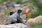 hoary marmots