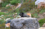 hoary marmots