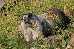 hoary marmot