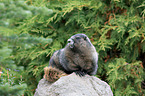 hoary marmot