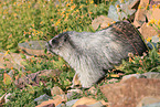 hoary marmot