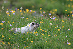 hoary marmot