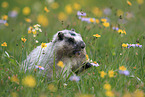 hoary marmot