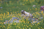 hoary marmot