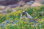 hoary marmot