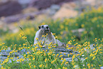 hoary marmot