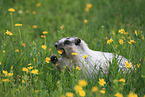 hoary marmot