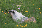 hoary marmot