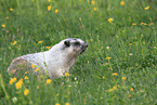 hoary marmot