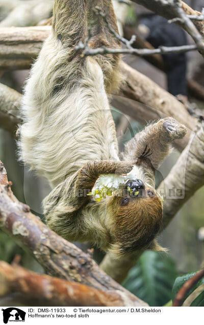 Hoffmann-Zweifingerfaultier / Hoffmann's two-toed sloth / DMS-11933