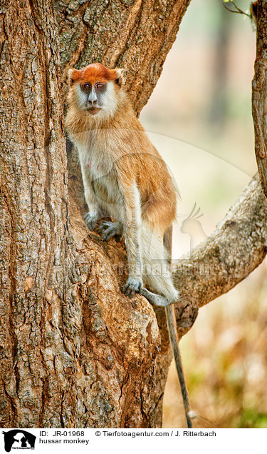 Husarenaffe / hussar monkey / JR-01968