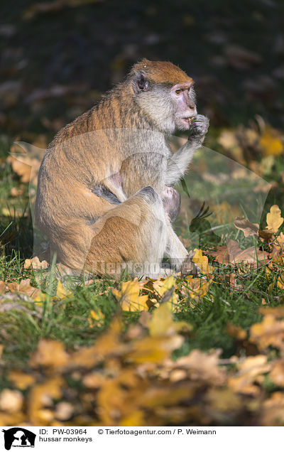 hussar monkeys / PW-03964