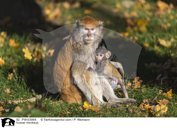 hussar monkeys / PW-03968