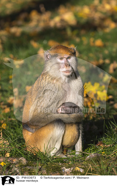 hussar monkeys / PW-03973