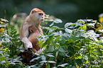 hussar monkeys