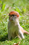 hussar monkey