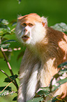 hussar monkey