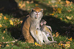 hussar monkeys