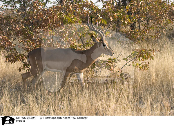 Impala / WS-01294