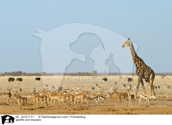 giraffe and impalas / HJ-01171