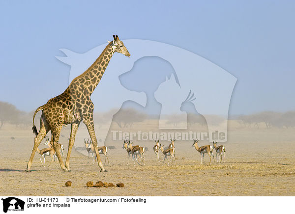 Giraffe und Impalas / giraffe and impalas / HJ-01173