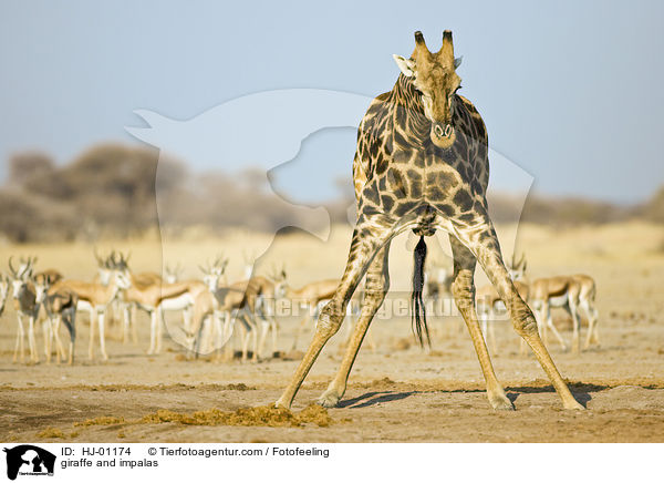 giraffe and impalas / HJ-01174