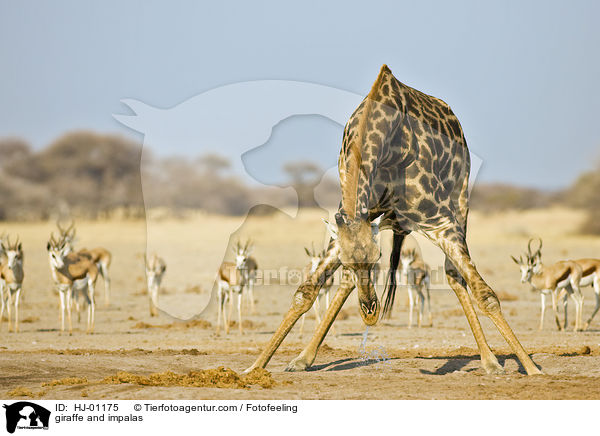 giraffe and impalas / HJ-01175