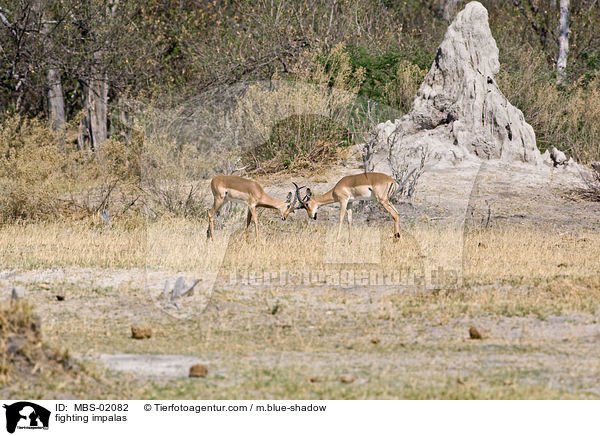 kmpfende Schwarzfersenantilopen / fighting impalas / MBS-02082