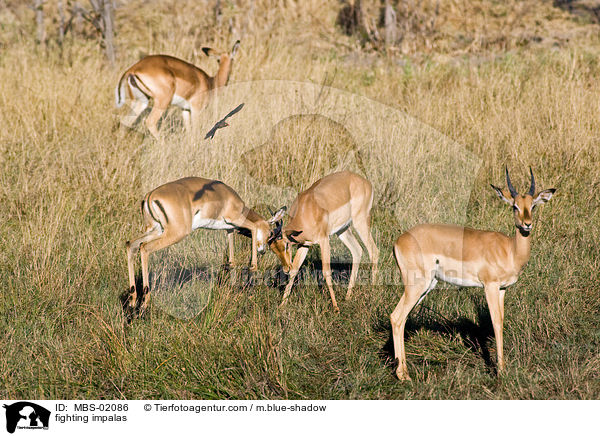 kmpfende Schwarzfersenantilopen / fighting impalas / MBS-02086