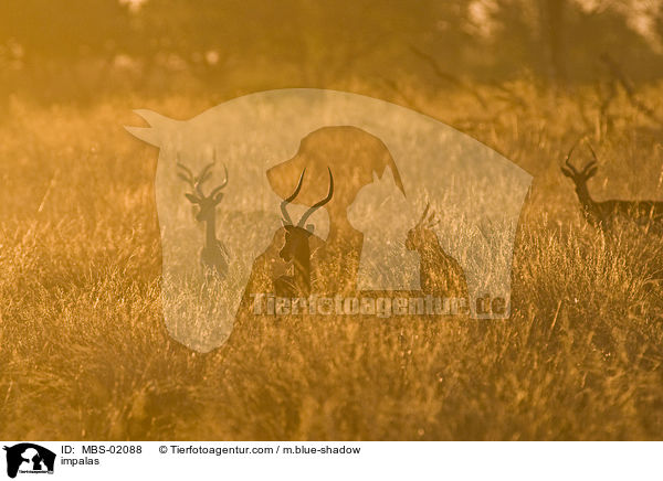Schwarzfersenantilopen / impalas / MBS-02088