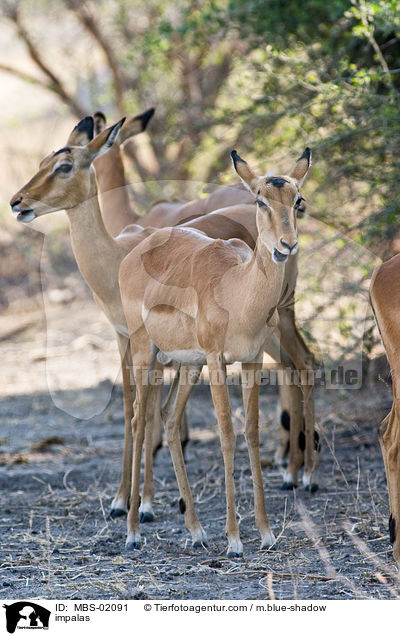 impalas / MBS-02091