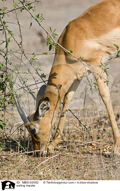fressende Schwarzfersenantilope / eating impala / MBS-02092